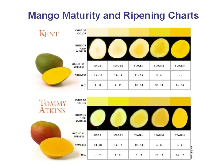 Mango Maturity and Ripening Charts 