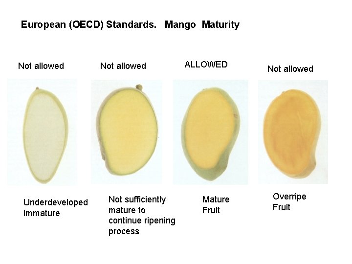 European (OECD) Standards. Mango Maturity Not allowed Underdeveloped immature Not allowed Not sufficiently mature