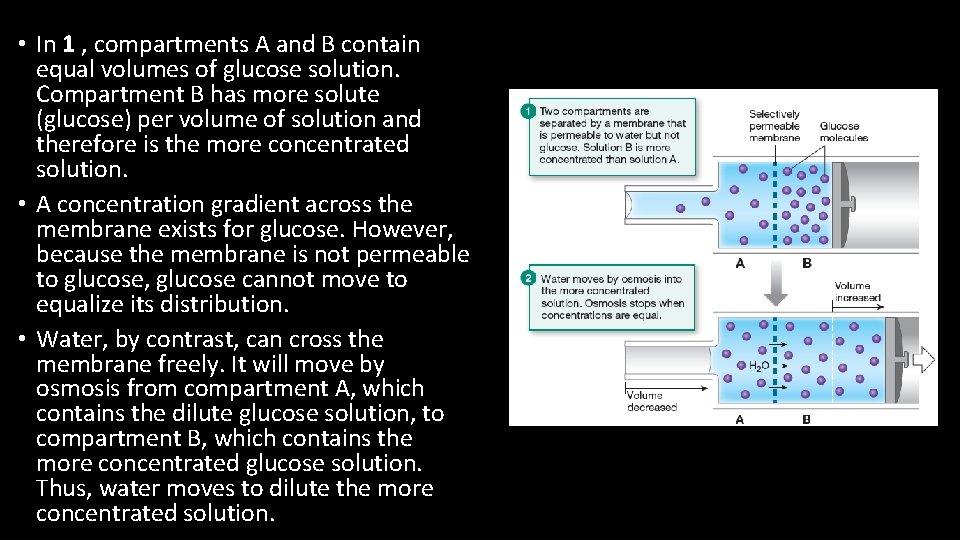  • In 1 , compartments A and B contain equal volumes of glucose
