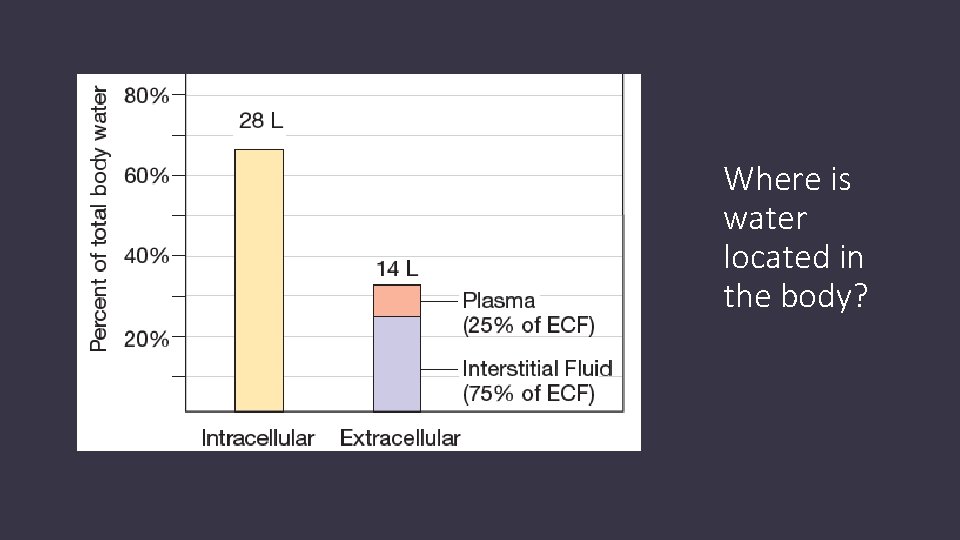 Where is water located in the body? 