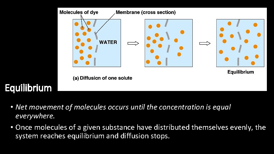 Equilibrium • Net movement of molecules occurs until the concentration is equal everywhere. •