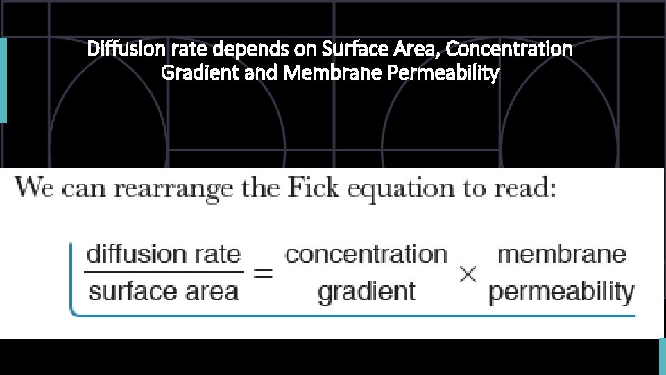 Diffusion rate depends on Surface Area, Concentration Gradient and Membrane Permeability 