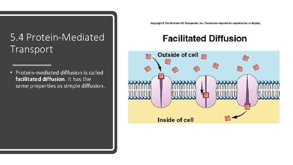 5. 4 Protein-Mediated Transport • Protein-mediated diffusion is called facilitated diffusion. It has the