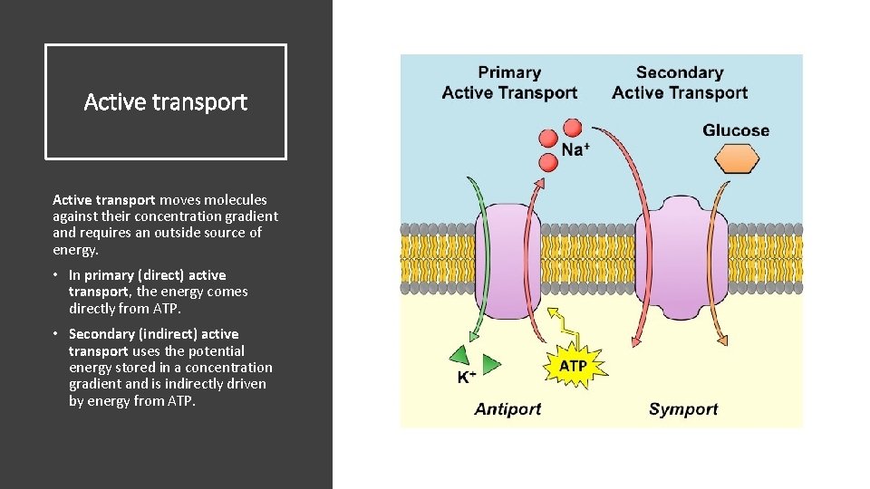 Active transport moves molecules against their concentration gradient and requires an outside source of