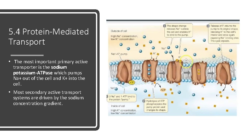 5. 4 Protein-Mediated Transport • The most important primary active transporter is the sodium