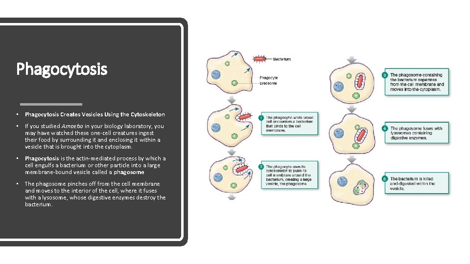 Phagocytosis • Phagocytosis Creates Vesicles Using the Cytoskeleton • If you studied Amoeba in