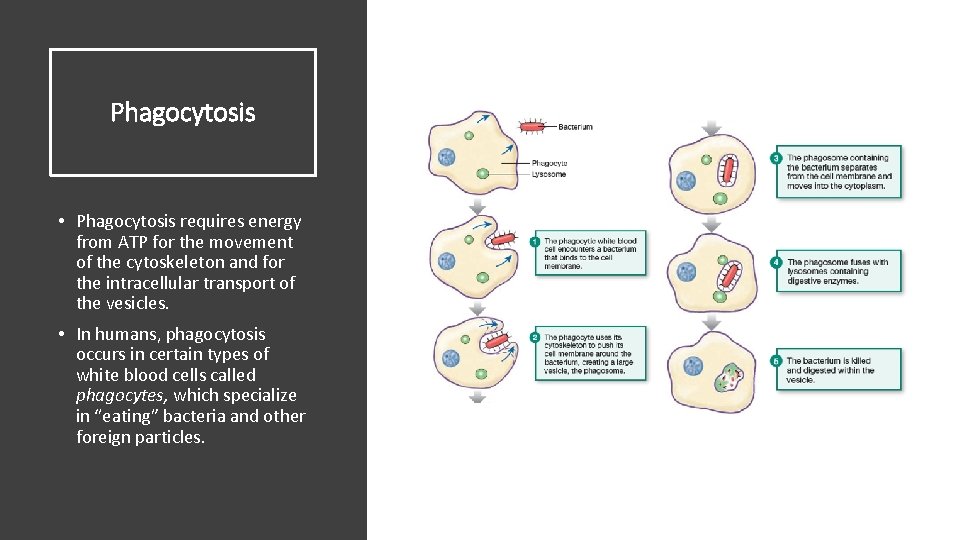 Phagocytosis • Phagocytosis requires energy from ATP for the movement of the cytoskeleton and