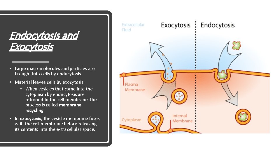 Endocytosis and Exocytosis • Large macromolecules and particles are brought into cells by endocytosis.