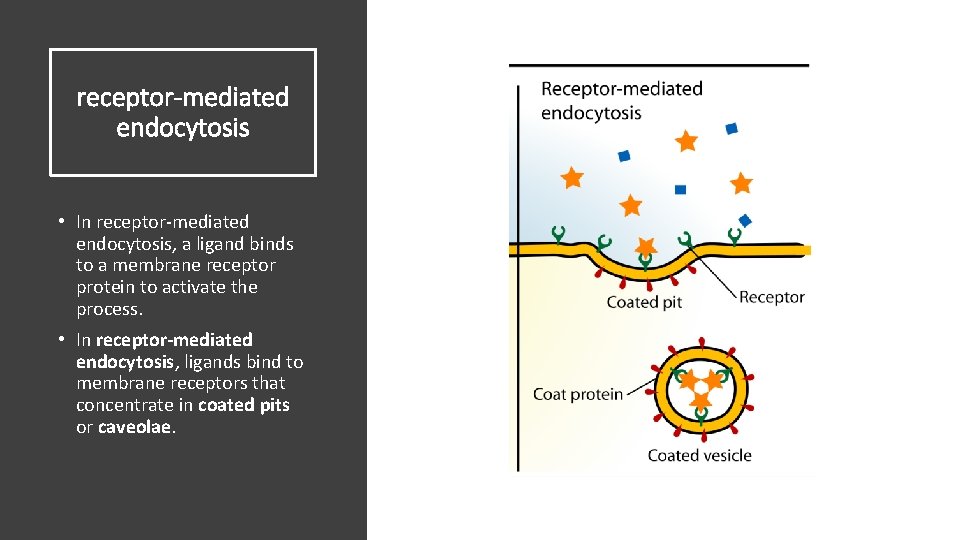 receptor-mediated endocytosis • In receptor-mediated endocytosis, a ligand binds to a membrane receptor protein