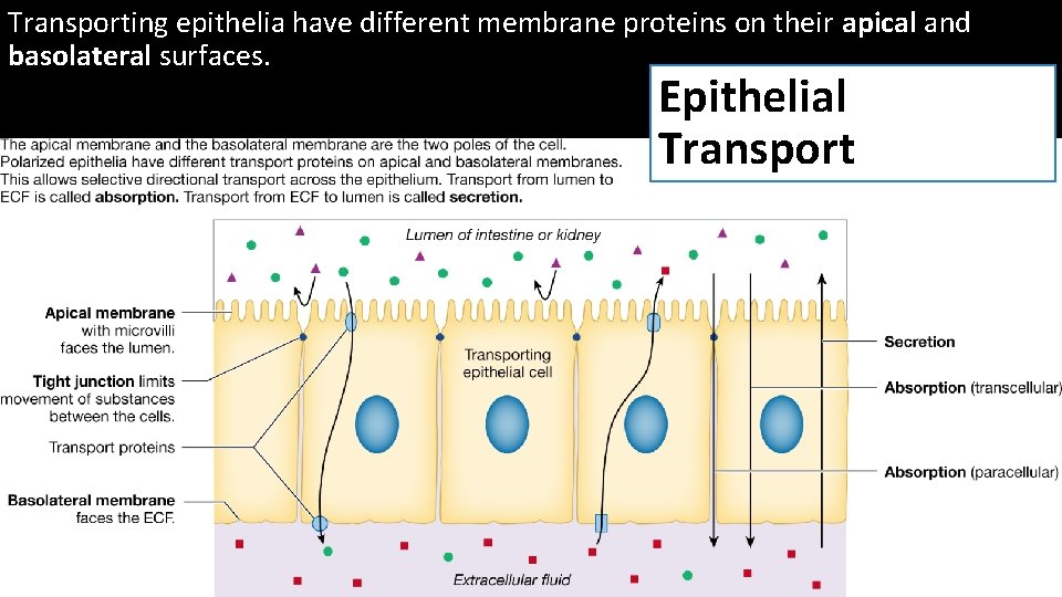 Transporting epithelia have different membrane proteins on their apical and basolateral surfaces. Epithelial Transport