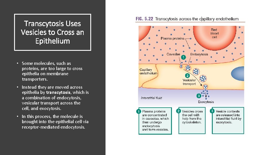 Transcytosis Uses Vesicles to Cross an Epithelium • Some molecules, such as proteins, are