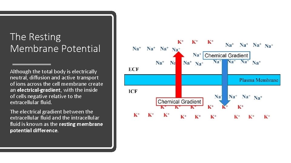 The Resting Membrane Potential Although the total body is electrically neutral, diffusion and active