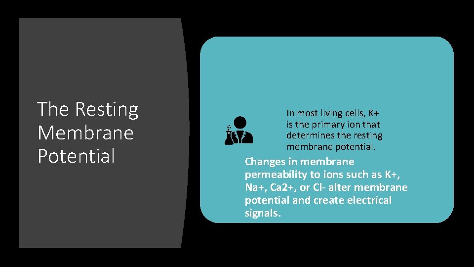 The Resting Membrane Potential In most living cells, K+ is the primary ion that