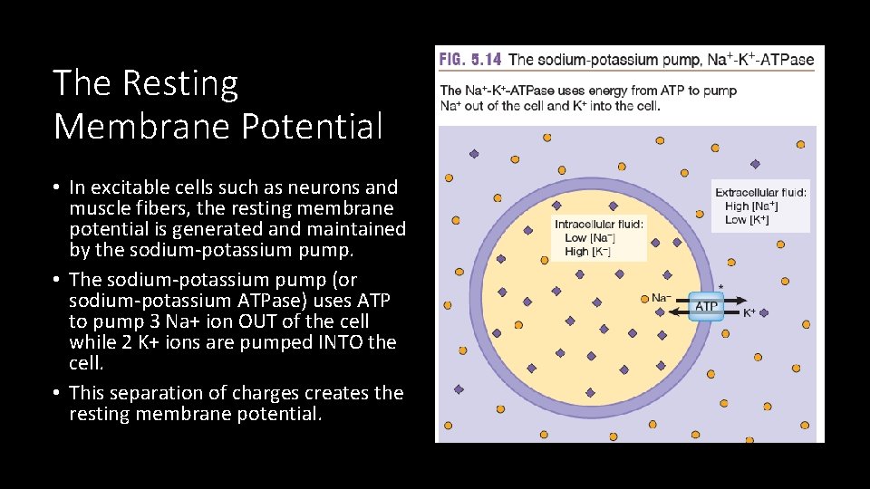 The Resting Membrane Potential • In excitable cells such as neurons and muscle fibers,