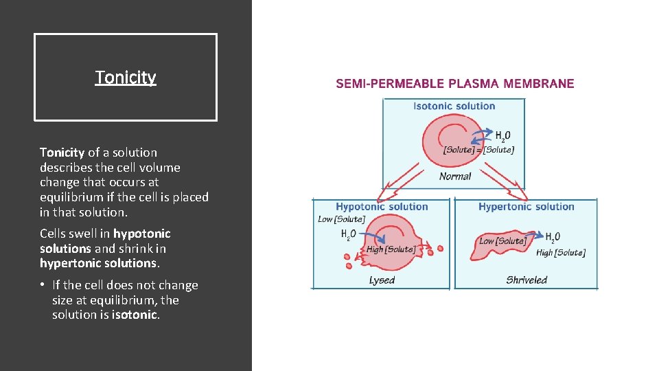Tonicity of a solution describes the cell volume change that occurs at equilibrium if