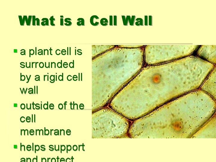 What is a Cell Wall § a plant cell is surrounded by a rigid