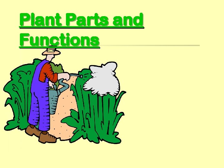 Plant Parts and Functions 