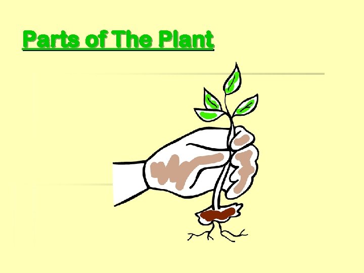 Parts of The Plant 