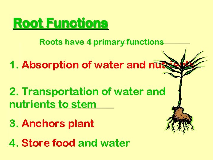 Root Functions Roots have 4 primary functions 1. Absorption of water and nutrients 2.