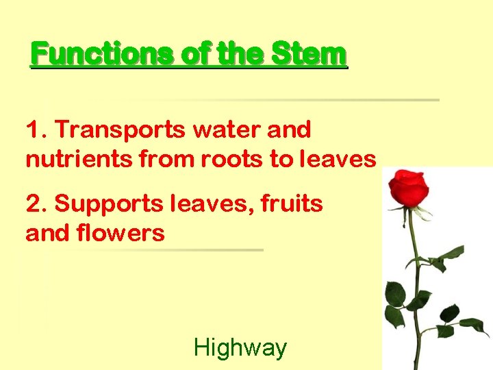 Functions of the Stem 1. Transports water and nutrients from roots to leaves 2.