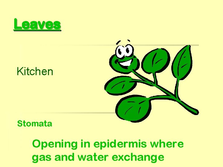 Leaves Kitchen Stomata Opening in epidermis where gas and water exchange 