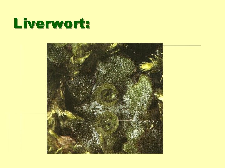 Liverwort: 