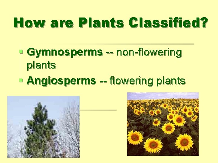 How are Plants Classified? § Gymnosperms -- non-flowering plants § Angiosperms -- flowering plants