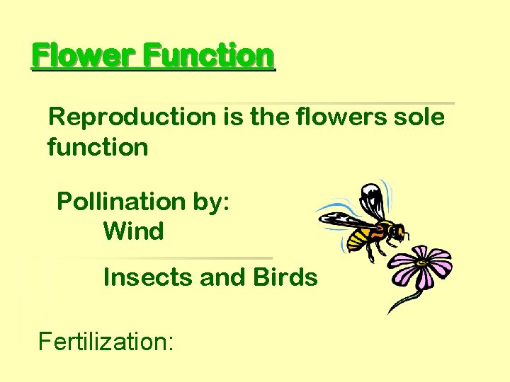 Flower Function Reproduction is the flowers sole function Pollination by: Wind Insects and Birds