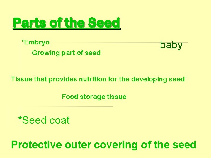 Parts of the Seed *Embryo Growing part of seed baby Tissue that provides nutrition