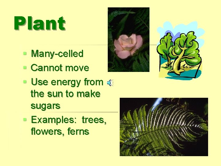 Plant § § § Many-celled Cannot move Use energy from the sun to make