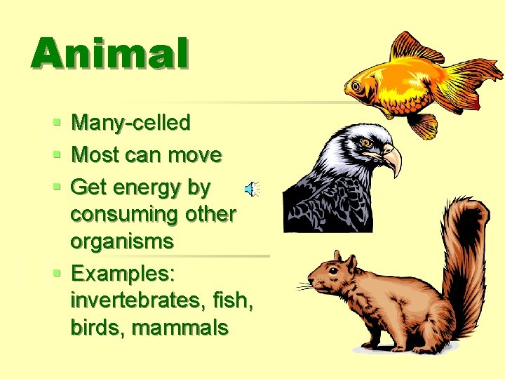 Animal § § § Many-celled Most can move Get energy by consuming other organisms