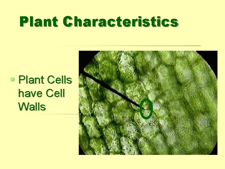 Plant Characteristics § Plant Cells have Cell Walls 