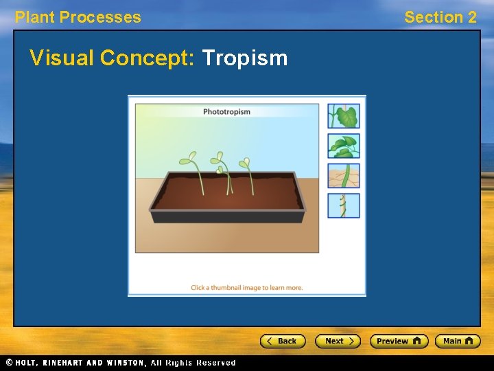 Plant Processes Visual Concept: Tropism Section 2 