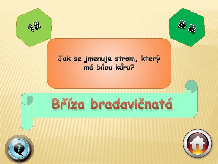 BB 15 Bříza bradavičnatá 