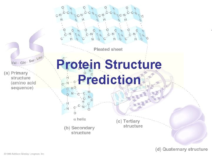 Protein Structure Prediction 