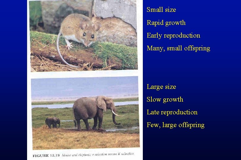 Small size Rapid growth Early reproduction Many, small offspring Large size Slow growth Late