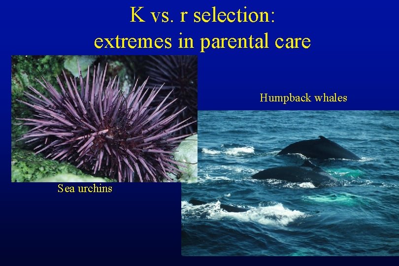 K vs. r selection: extremes in parental care Humpback whales Sea urchins 