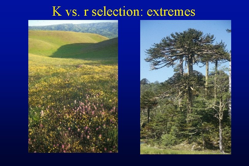 K vs. r selection: extremes 