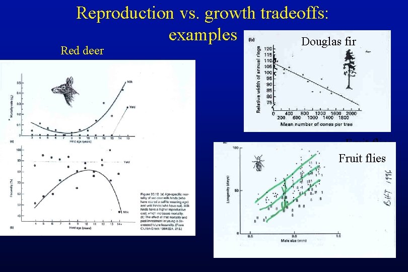 Reproduction vs. growth tradeoffs: examples Douglas fir Red deer Fruit flies 