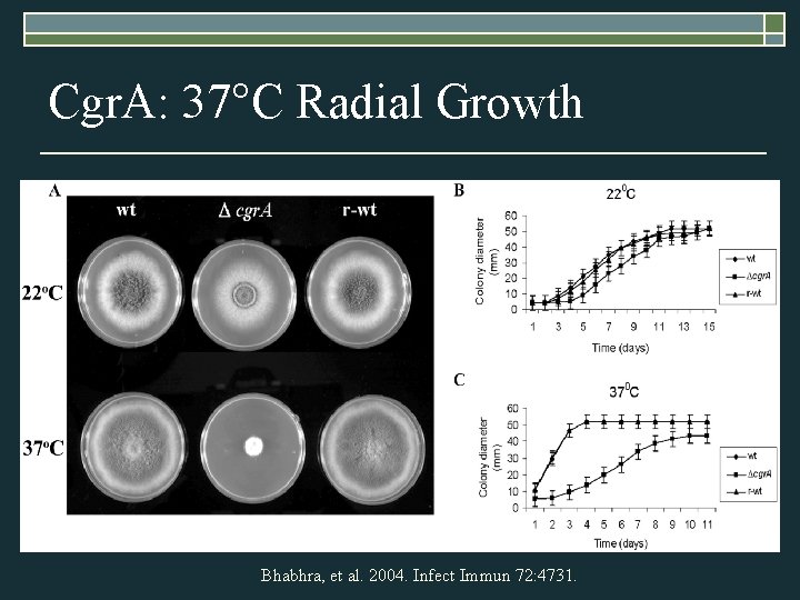 Cgr. A: 37°C Radial Growth Bhabhra, et al. 2004. Infect Immun 72: 4731. 