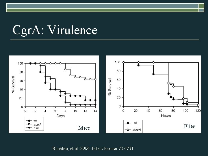 Cgr. A: Virulence Mice Bhabhra, et al. 2004. Infect Immun 72: 4731. Flies 