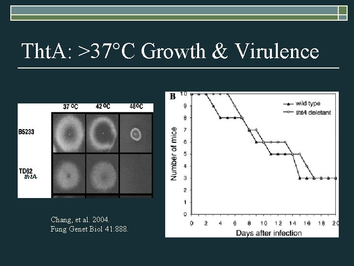 Tht. A: >37°C Growth & Virulence tht. A- Chang, et al. 2004. Fung Genet