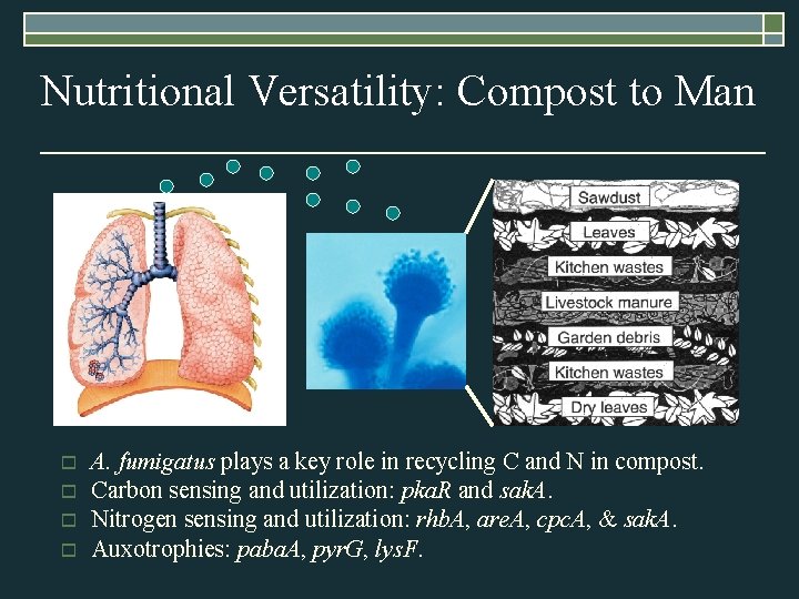 Nutritional Versatility: Compost to Man o o A. fumigatus plays a key role in