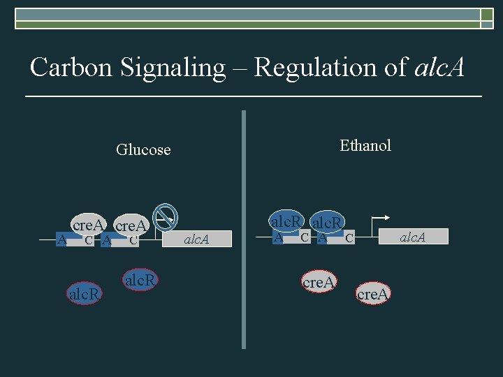 Carbon Signaling – Regulation of alc. A Ethanol Glucose A cre. A C A