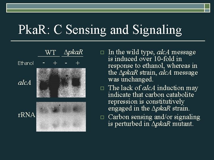 Pka. R: C Sensing and Signaling Ethanol alc. A r. RNA WT Dpka. R