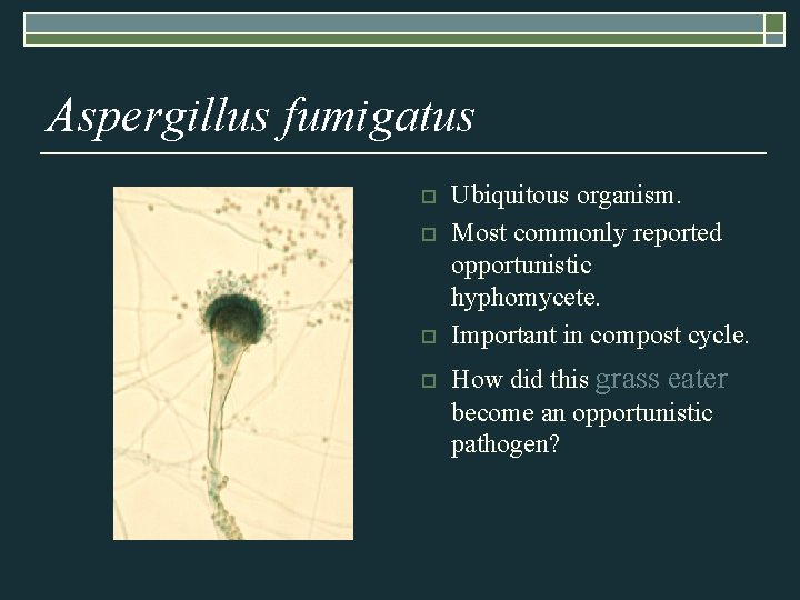 Aspergillus fumigatus o o Ubiquitous organism. Most commonly reported opportunistic hyphomycete. Important in compost