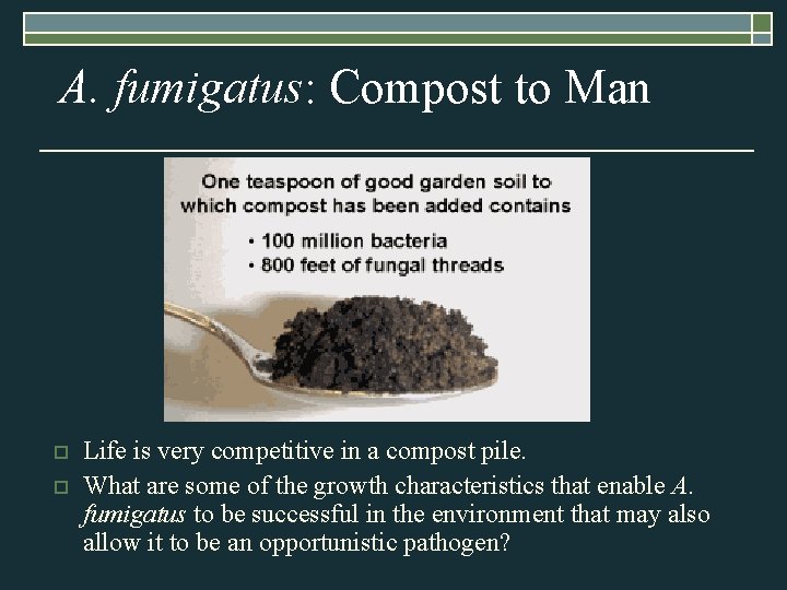 A. fumigatus: Compost to Man o o Life is very competitive in a compost