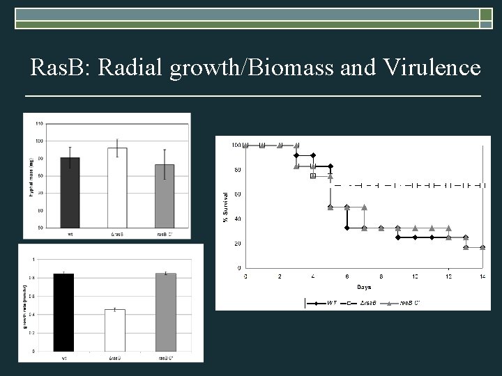 Ras. B: Radial growth/Biomass and Virulence 