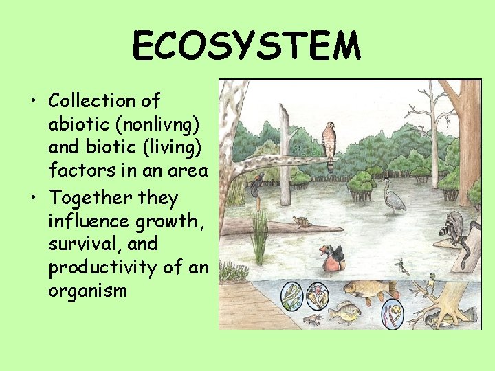 ECOSYSTEM • Collection of abiotic (nonlivng) and biotic (living) factors in an area •