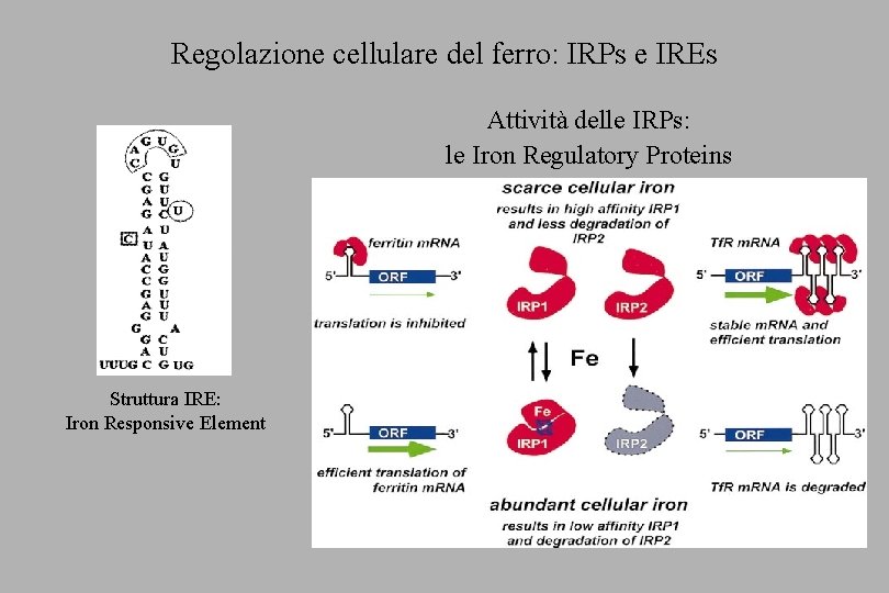 Regolazione cellulare del ferro: IRPs e IREs Attività delle IRPs: le Iron Regulatory Proteins